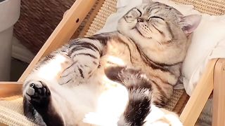 Funny cat #part 1
