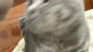 Cute cats 2023