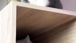 Funny cat #part 2