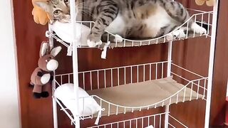 Funny cat #part 3