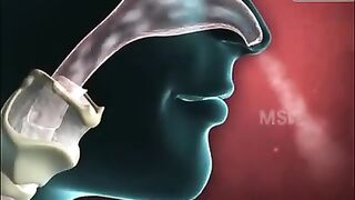 Human_respiratory_system____class10____3d_animation____%23shorts_%23youtubeshorts_%23respiratory(360p).