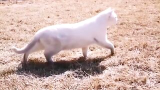CUTE CAT 5