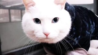 CUTE CAT 8