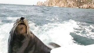 Try Not To Laugh Funny Videos - Best Funny Fails Of The Week