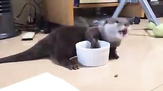 Otter like an old man