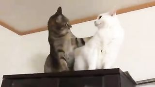 Weird cat punches