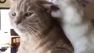 Cat biting and chewing ears