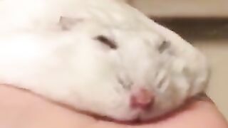 Hamsters that are too thin