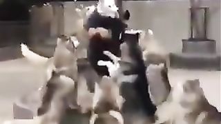 The end of a man wearing a dog's headdress