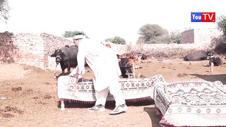 Number Daar Shadi Ki Barbadi Funny | New Top Funny | Must Watch Top New Comedy Video 2020