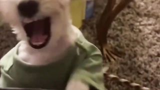 Dog says "Hi"
