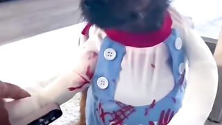 Doggy Halloween Costume