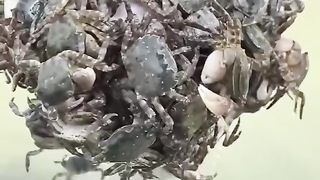 Fishing for crabs