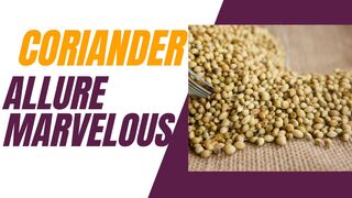 Coriander Uncovered. Health Benefits, Culinary Uses, and More!