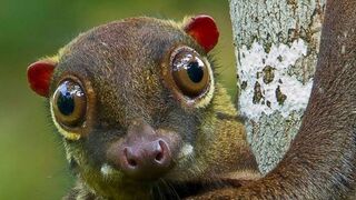 The Coluga (flying lemurs)