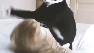 TODAY THE BEST FIGHT IN WITH CAT