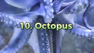 Top 10 Beautiful Animals In The World