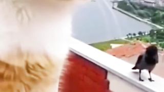 Kucing marah