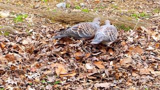 spotted dove 4k