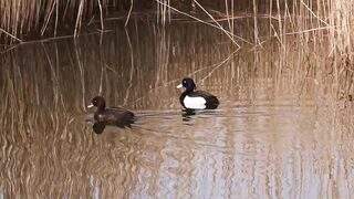 the duck goes underwater 4k