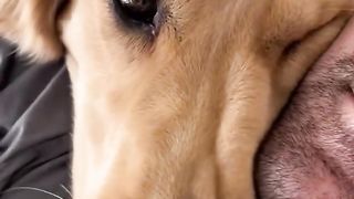 Ultimate Funny Dogs Compilation! ???? Most Viral DOGS on the internet! ???? 7