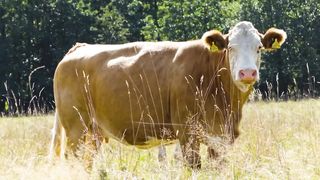 a cow 4k