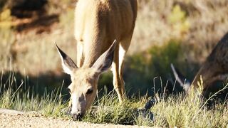 deer are grazing 4k