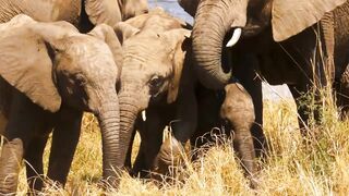elephant family 4k