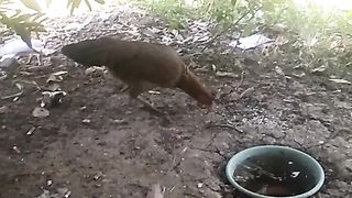 Animal lovers 535