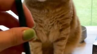 Funny video cat 32