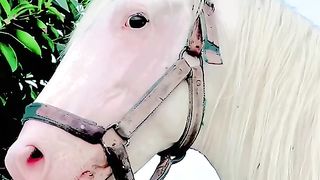 White horse