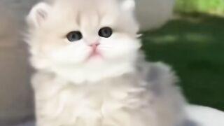 Funny video cat pet