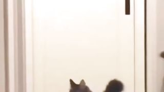 WWE CAT'S