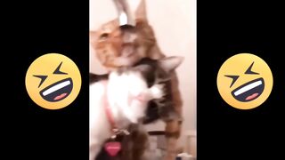 cute cats and dogs 2