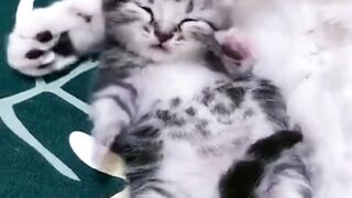 Mother cat's love