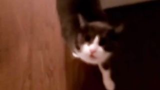 Funny cat videos #part 5