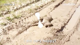 Try Not to Laugh CHALLENGE | 30 Minutes of Funny Dogs 3