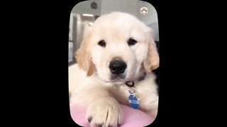 Cute baby animals Videos Compilation cutest moment of the animals - Cutest Puppies 4