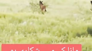 Shikaree Haiy Mugar Darday Dill Rakhta