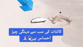 Ihsass Bahut Barree Cheez Haiy❤❤
