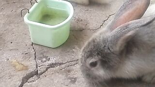 Animal lovers 537