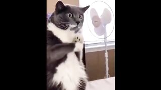 If you laugh you restart video