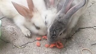Animal lovers 538
