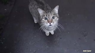 cute cat is saying something to me