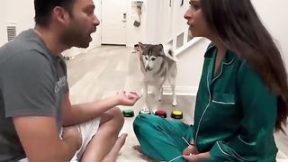 Sapphie the Pomsky Funny Dog Tik toks 2023