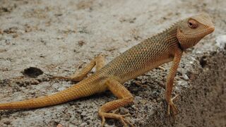 Lizard kirla lizard fiting vlog viral