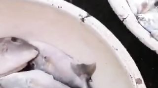 Pelelangan ikan Rawasaban.