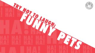 Try Not To Laugh | Funny Pet Video Compilation 2020 |