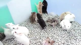 army hamsters