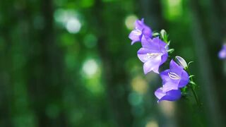 4K Natural Views | Relaxing Nature For Mind |Fresh and Beautiful Nature | Febsopt Video
